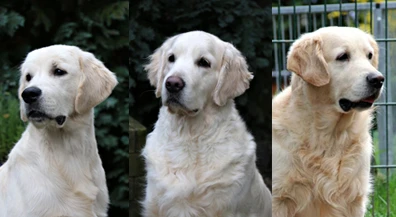 hunde_imp